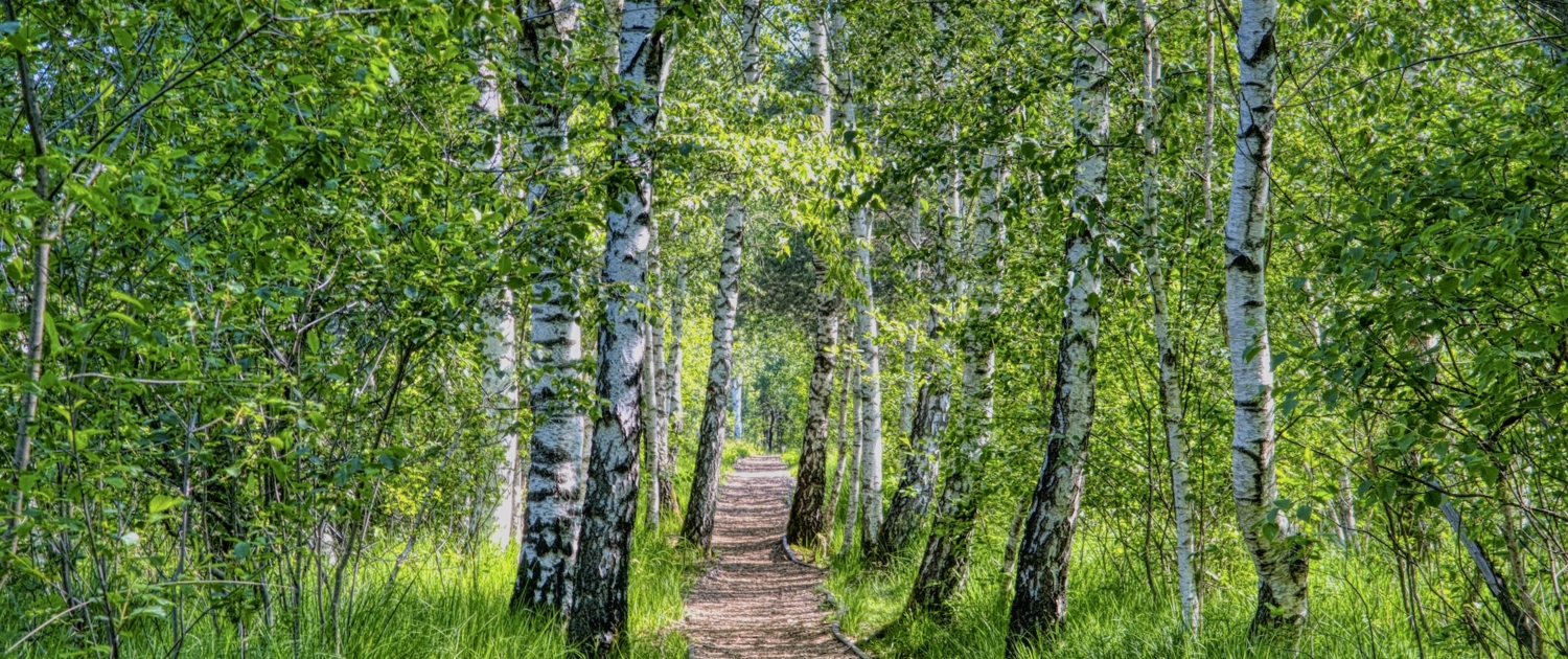 path-5294174 Primulan leipomo, Järvenpää, Suomi